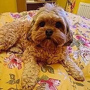 Bodhi is registered to the contest to win money with this photo: animal, bed, bedroom, canine, cushion, dog, face, flower, furniture, head, homedecor, indoors, interiordesign, person, pet, plant, puppy, quilt, room, rose