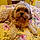 Bodhi