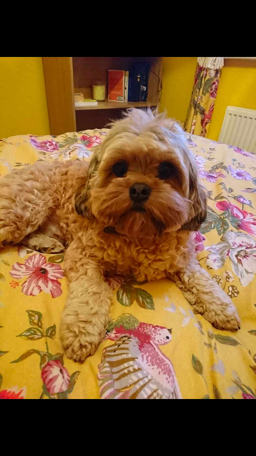 Bodhi is registered to the contest to win money with this photo: animal, bed, bedroom, canine, cushion, dog, face, flower, furniture, head, homedecor, indoors, interiordesign, person, pet, plant, puppy, quilt, room, rose