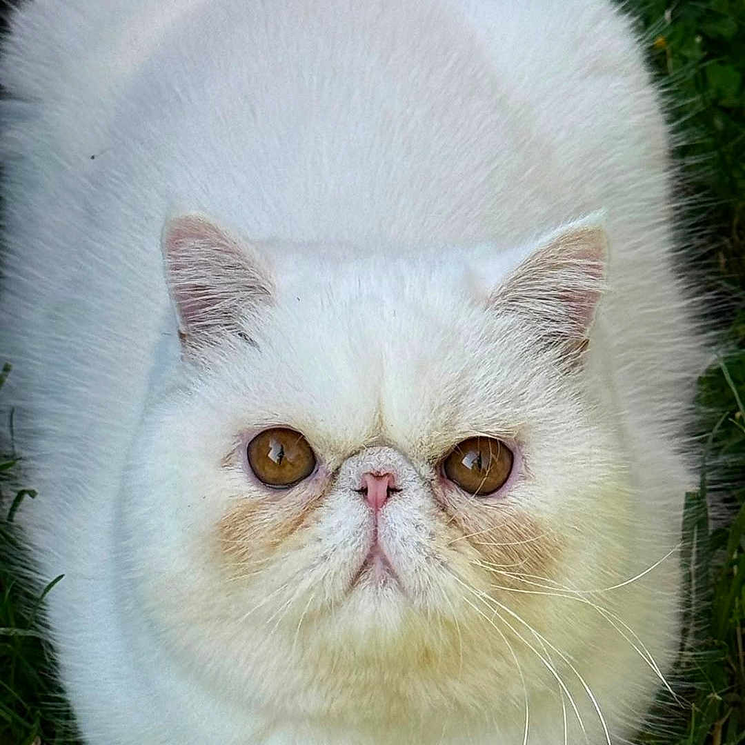 Coco