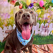 Corbynn is registered to the contest to win money with this photo: bandana, brown_dog, colorful, cute, decorations, dog, easter, eggs, festive, flowers, green_grass, happy, indoors, pet, playful, portrait, rabbits, spring, tongue_out, white_fence