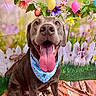 bandana, brown_dog, colorful, cute, decorations, dog, easter, eggs, festive, flowers, green_grass, happy, indoors, pet, playful, portrait, rabbits, spring, tongue_out, white_fence