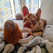 Rio joined the competition — help win amazing prizes! dog, french_bulldog, blue_eyes, bone_toy, stuffed_animal, blanket, couch, curtains, indoor, pet, playing, chewing, cozy, fur, ears, snout, relaxed, home, animal, cute