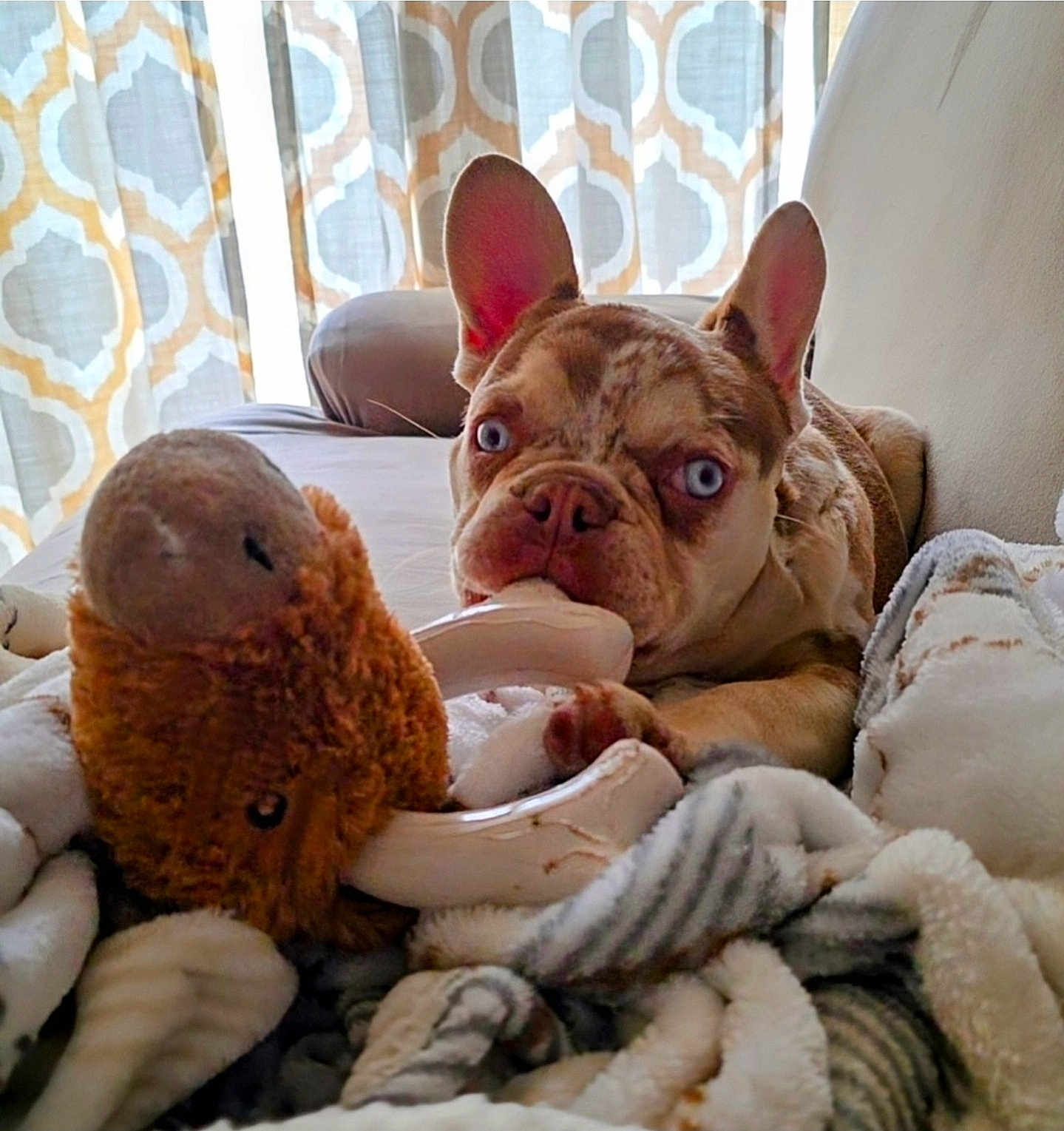 Rio joined the competition — help win amazing prizes! dog, french_bulldog, blue_eyes, bone_toy, stuffed_animal, blanket, couch, curtains, indoor, pet, playing, chewing, cozy, fur, ears, snout, relaxed, home, animal, cute