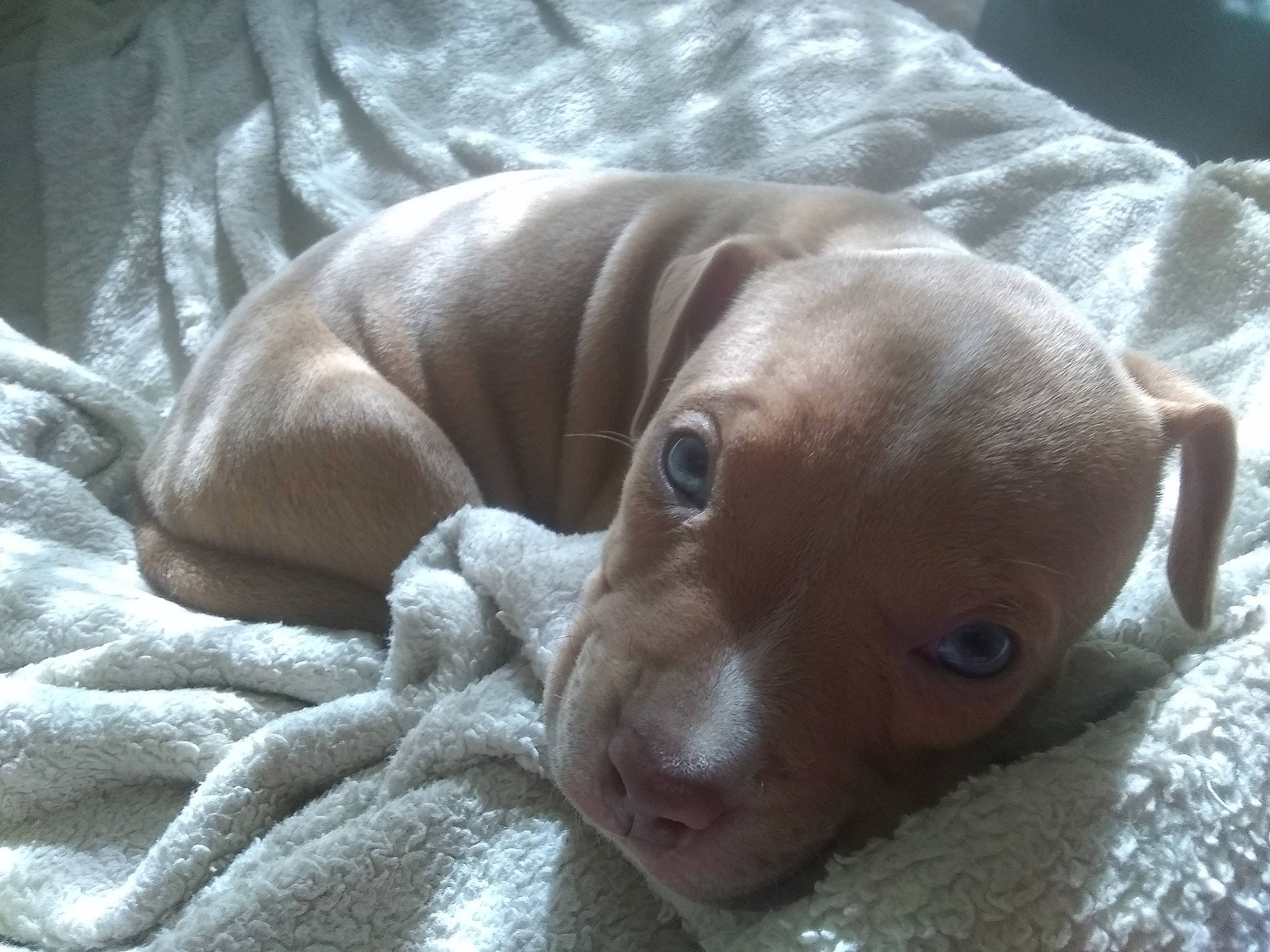 Izzy joined the competition — help win amazing prizes! bored, canidae, carnivore, comfort, companion_dog, dog, dog_breed, ear, fawn, grey, gun_dog, liver, non_sporting_group, pet_supply, snout, sporting_group, terrestrial_animal, whiskers, working_animal, wrinkle