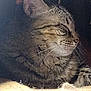 Krissy is registered to the contest to win money with this photo: animal, blanket, cat, closeup, cozy, ear, feline, fur, indoor, knit, peaceful, pet, relaxed, resting, sideview, sleeping, sunlight, tabby, texture, whiskers