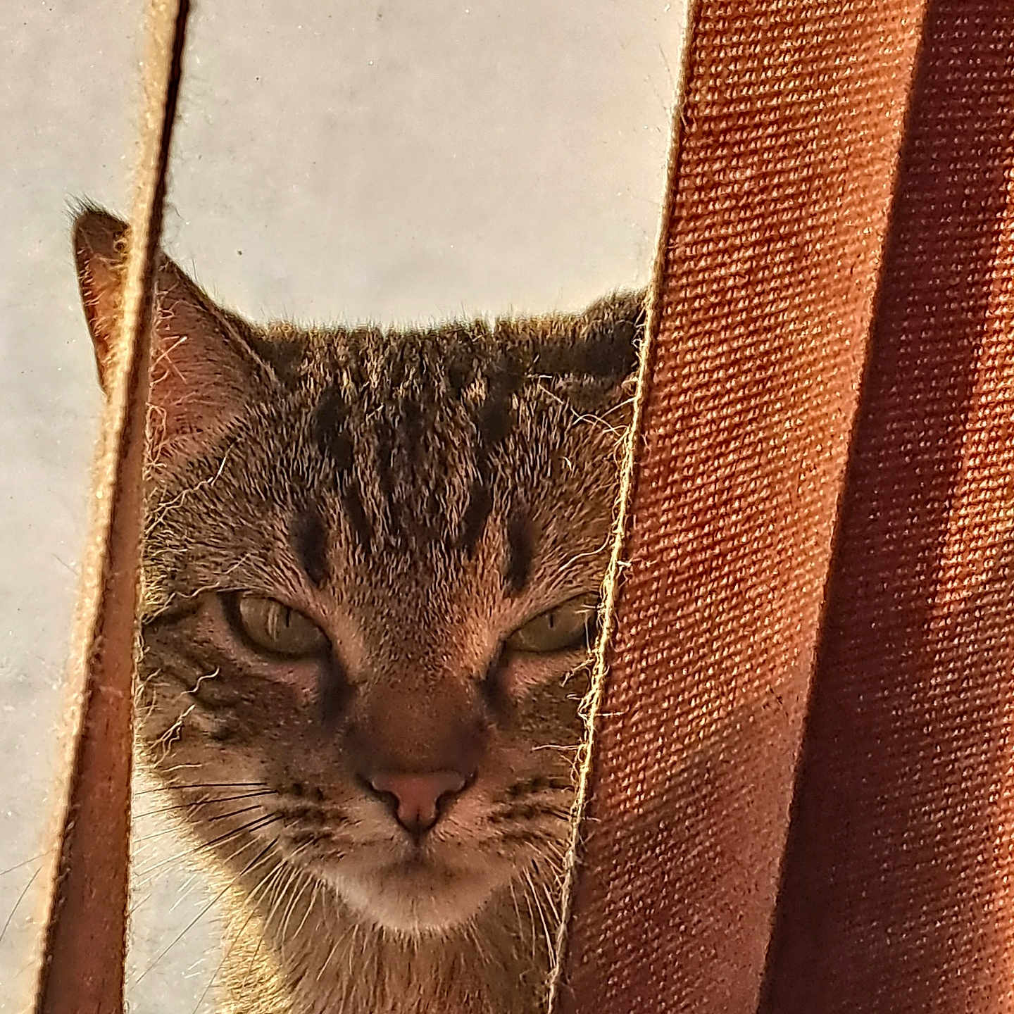 Krissy is registered to the contest to win money with this photo: animal, brown, cat, closeup, curious, ears, eyes, fabric, face, feline, outdoor, peeking, pet, portrait, shadow, strip, sunlight, tabby_cat, texture, whiskers