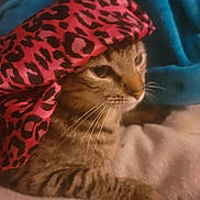 Krissy is registered to the contest to win money with this photo: animal, blanket, cat, cozy, cute, domestic_animal, fabric, feline, fur, indoor, leopard_print, lying_down, paw, pet, pink, relaxed, soft, striped, tabby, whiskers