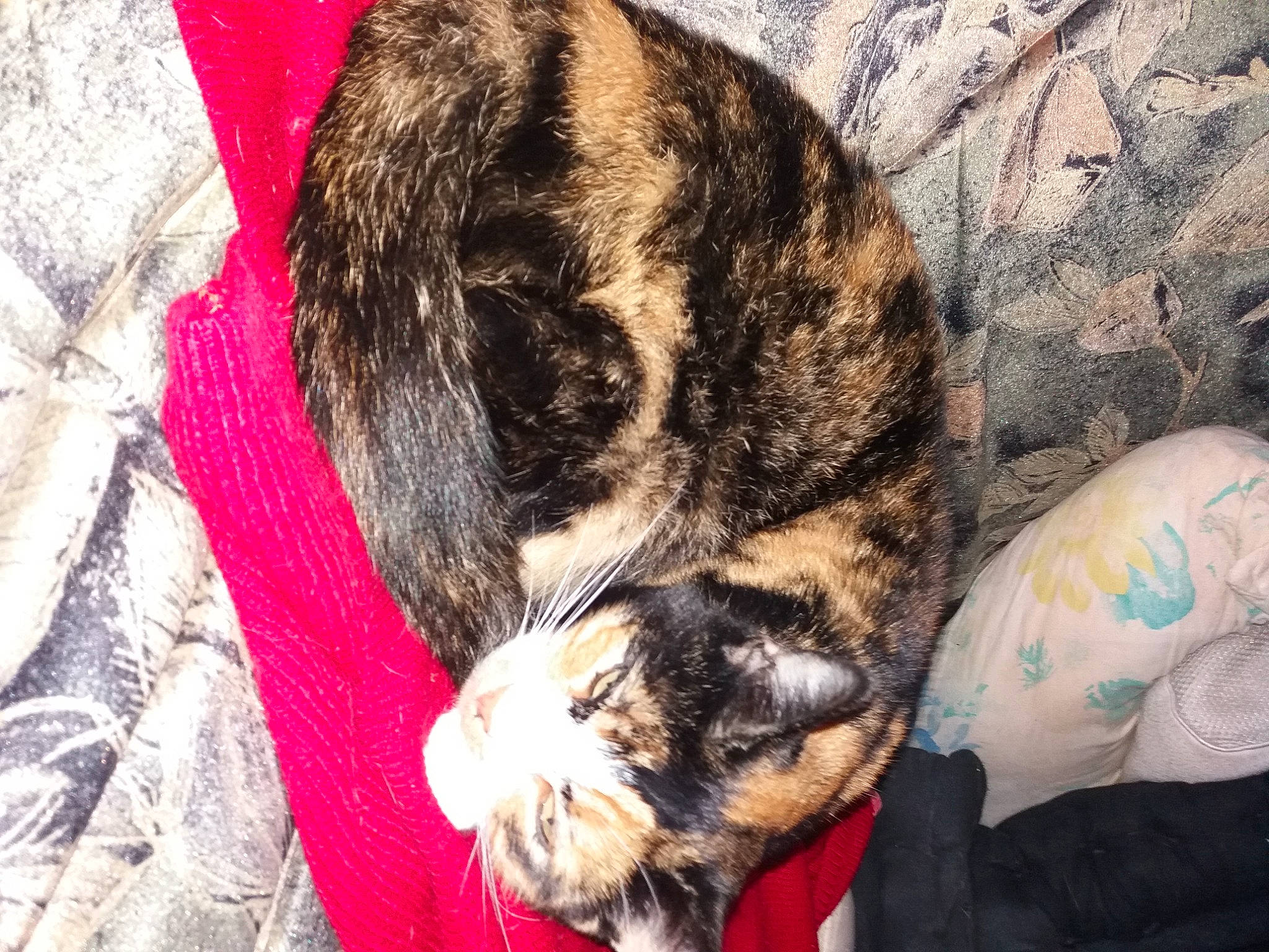 Mia participe au concours pour gagner de l'argent avec cette photo : canidae, carnivore, cat, dog_breed, domestic_short_haired_cat, european_shorthair, felidae, fur, german_rex, kitten, nap, sleep, small_to_medium_sized_cats, tabby_cat, whiskers