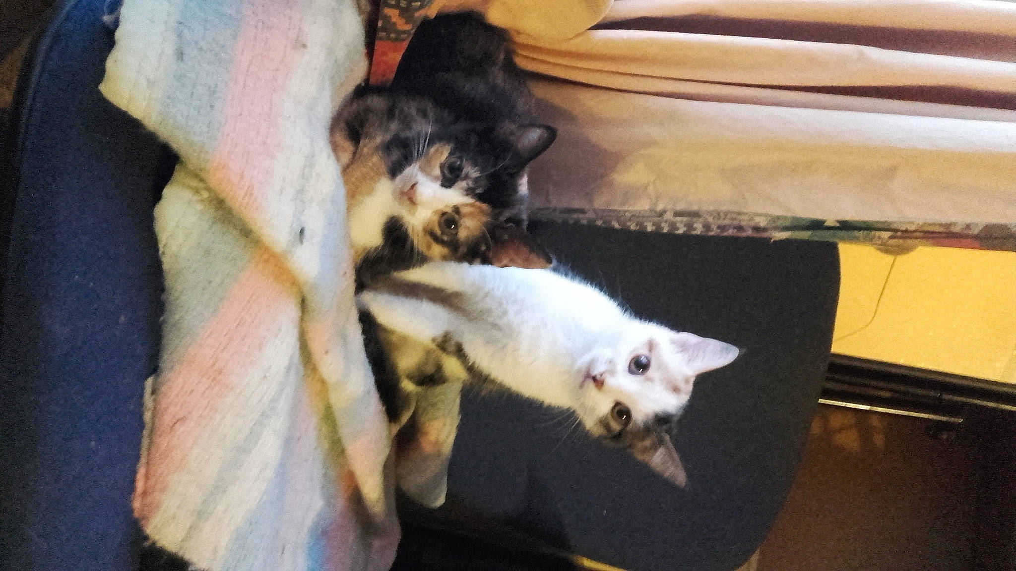 Mia a rejoint le concours — aidez-le/la à gagner de superbes lots ! canidae, carnivore, cat, dog_breed, felidae, kitten, small_to_medium_sized_cats