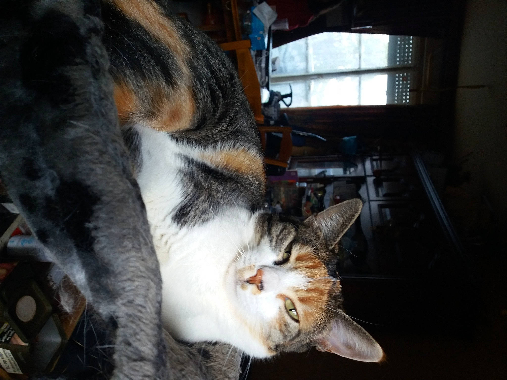 Princesse participe au concours pour gagner de l'argent avec cette photo : aegean_cat, american_wirehair, asian, carnivore, cat, domestic_short_haired_cat, ear, european_shorthair, felidae, fur, small_to_medium_sized_cats, snout, tabby_cat, whiskers