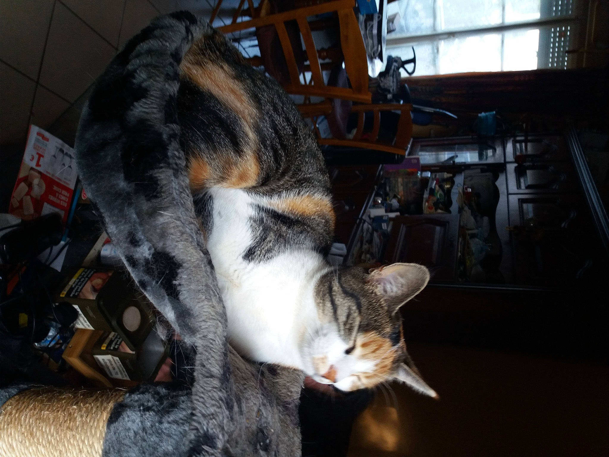 Princesse participe au concours pour gagner de l'argent avec cette photo : aegean_cat, american_shorthair, american_wirehair, asian, carnivore, cat, domestic_short_haired_cat, european_shorthair, felidae, fur, kitten, small_to_medium_sized_cats, tabby_cat, tail, whiskers