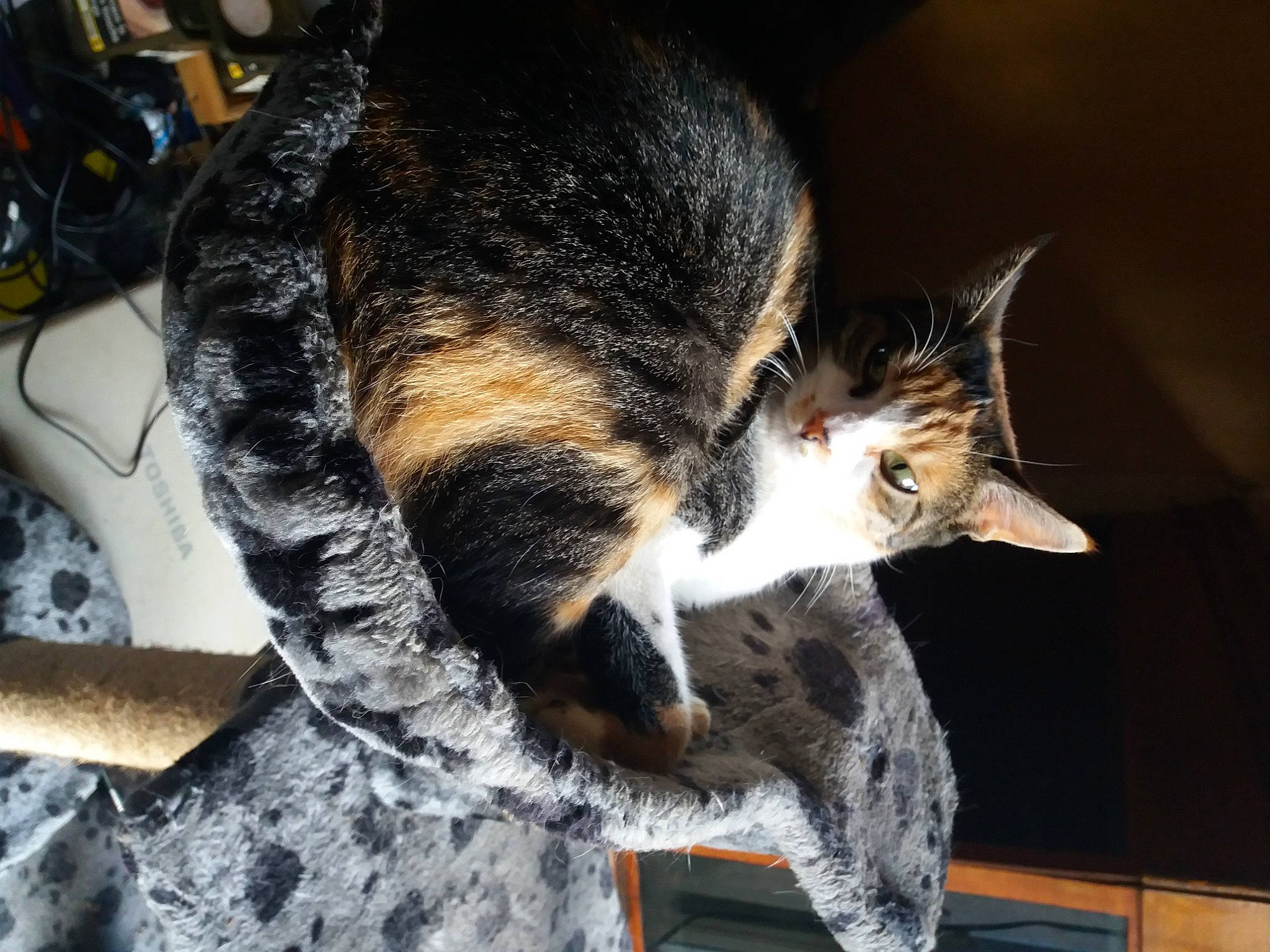 Princesse participe au concours pour gagner de l'argent avec cette photo : asian, carnivore, cat, domestic_short_haired_cat, dragon_li, european_shorthair, felidae, fur, german_rex, kitten, small_to_medium_sized_cats, snout, tabby_cat, tail, whiskers