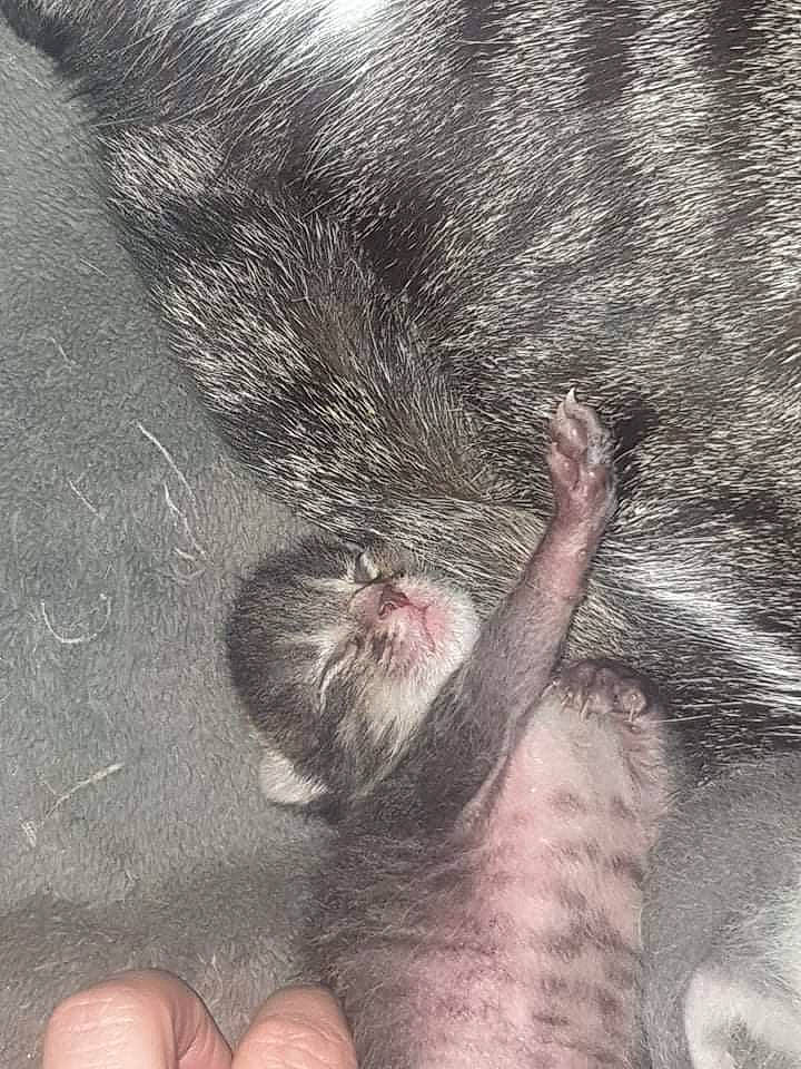 Prince a rejoint le concours — aidez-le/la à gagner de superbes lots ! baby, cat, child, ear, felidae, fur, hand, paw, skin