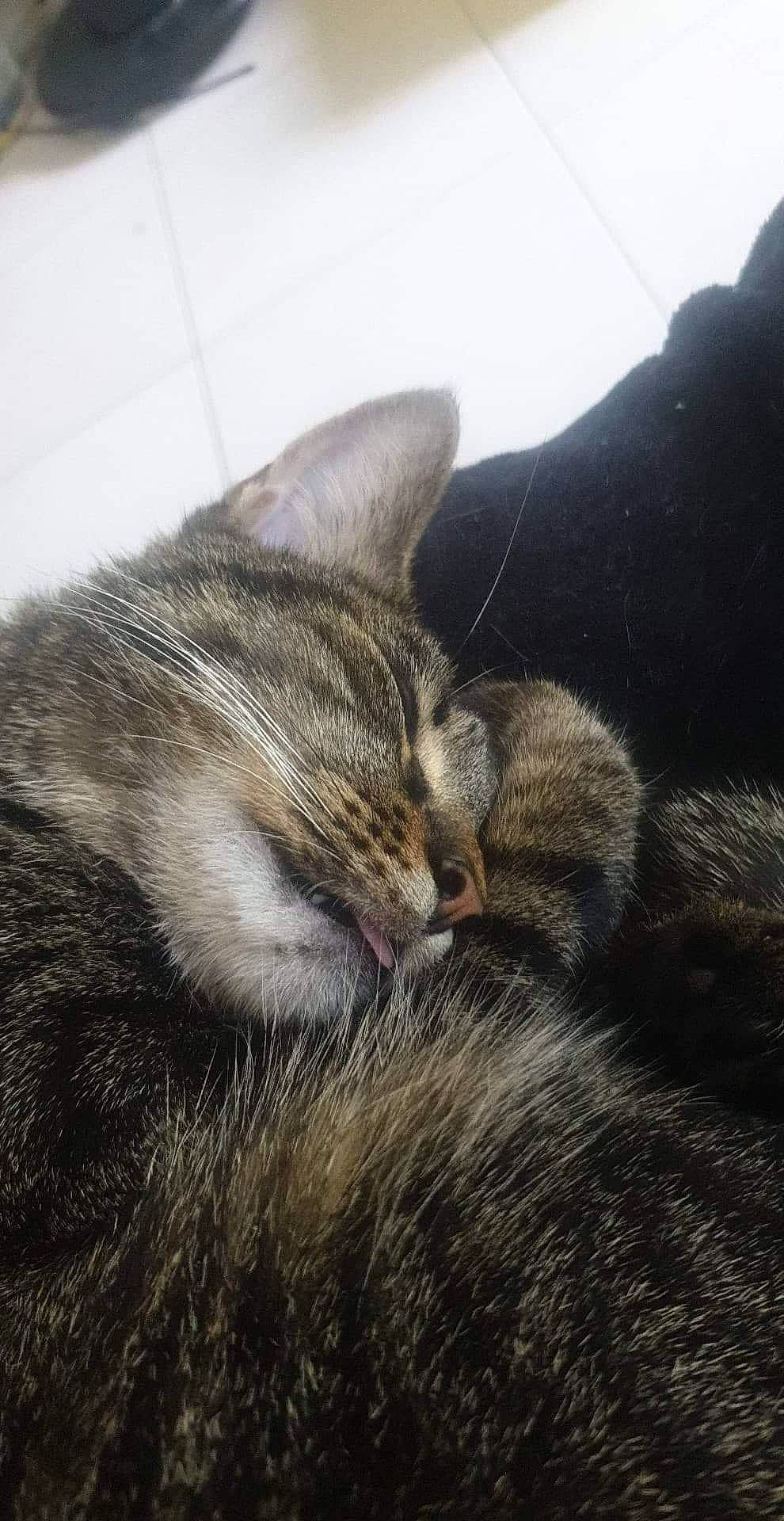 Prince participe au concours pour gagner de l'argent avec cette photo : american_shorthair, asian, carnivore, cat, domestic_short_haired_cat, dragon_li, ear, european_shorthair, felidae, fur, kitten, mountain, nap, sky, sleep, small_to_medium_sized_cats, snout, tabby_cat, tail, whiskers