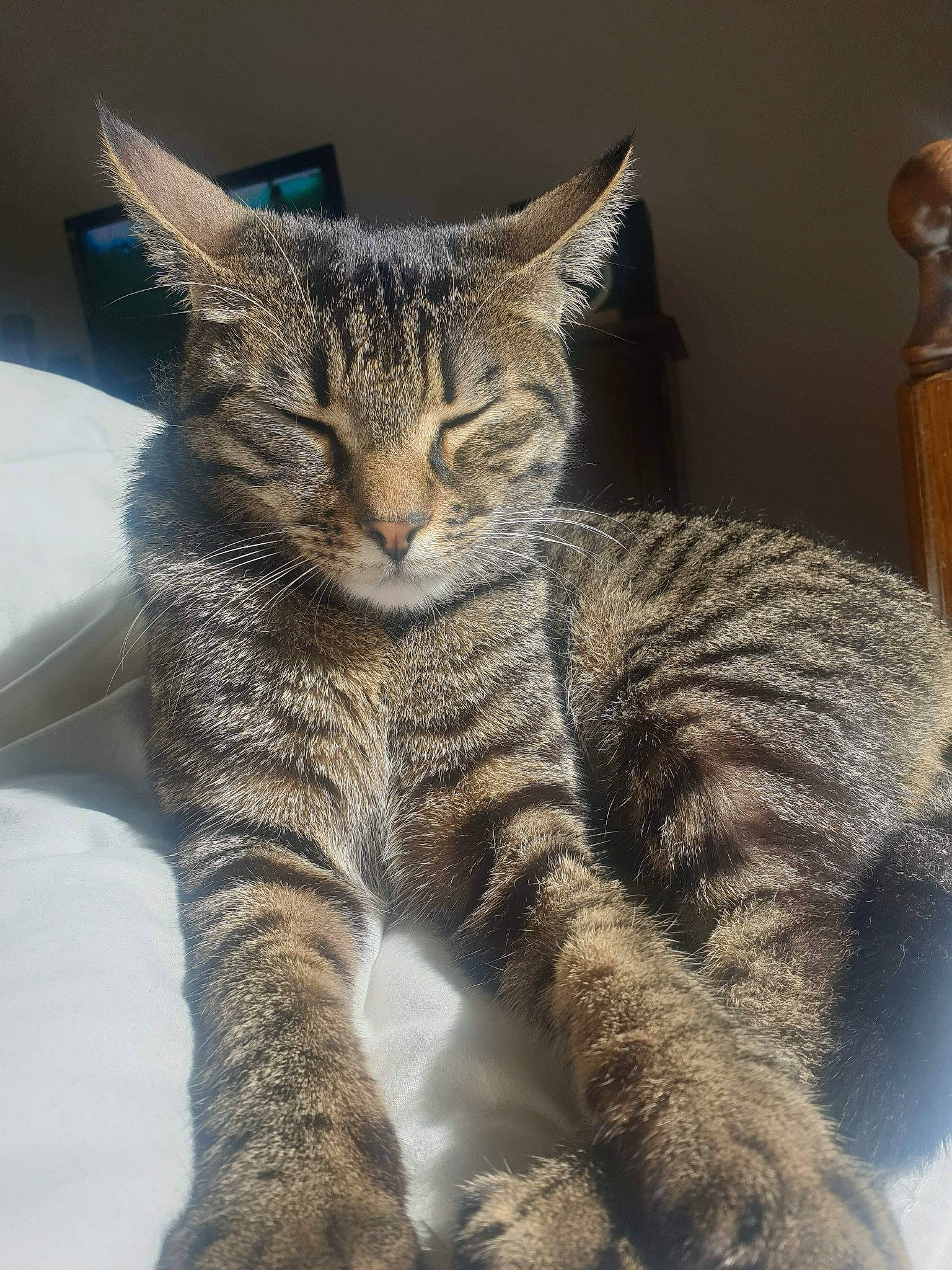 Prince participe au concours pour gagner de l'argent avec cette photo : american_wirehair, asian, california_spangled, carnivore, cat, domestic_short_haired_cat, dragon_li, egyptian_mau, european_shorthair, felidae, fur, kitten, mammal, nap, pixie_bob, small_to_medium_sized_cats, snout, tabby_cat, whiskers, wild_cat