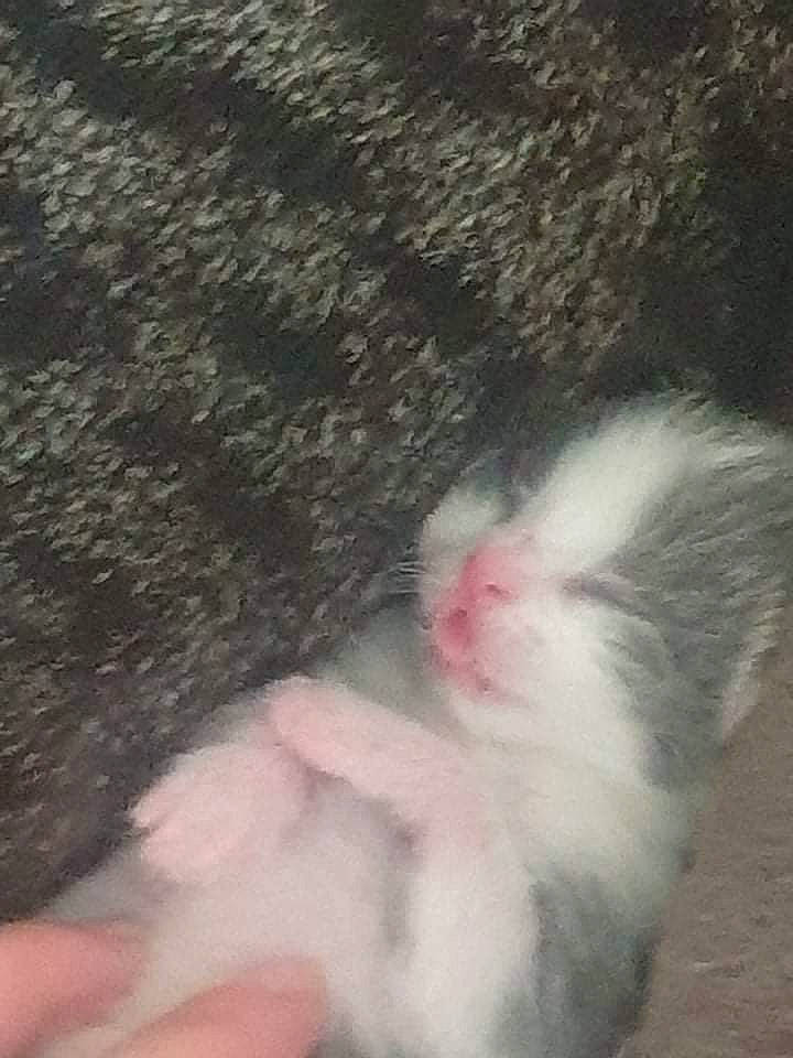 Pixi participe au concours pour gagner de l'argent avec cette photo : cat, ear, fawn, felidae, fur, kitten, nose, paw, polydactyl_cat, small_to_medium_sized_cats, tail, whiskers