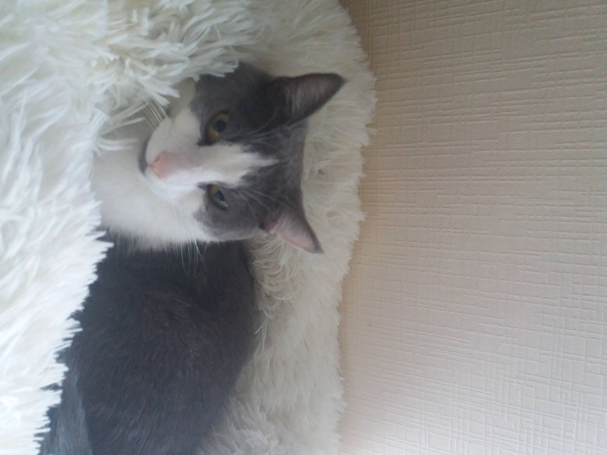 Pixi a rejoint le concours — aidez-le/la à gagner de superbes lots ! cat, felidae, fur, kitten, rodent, small_to_medium_sized_cats, tail, whiskers