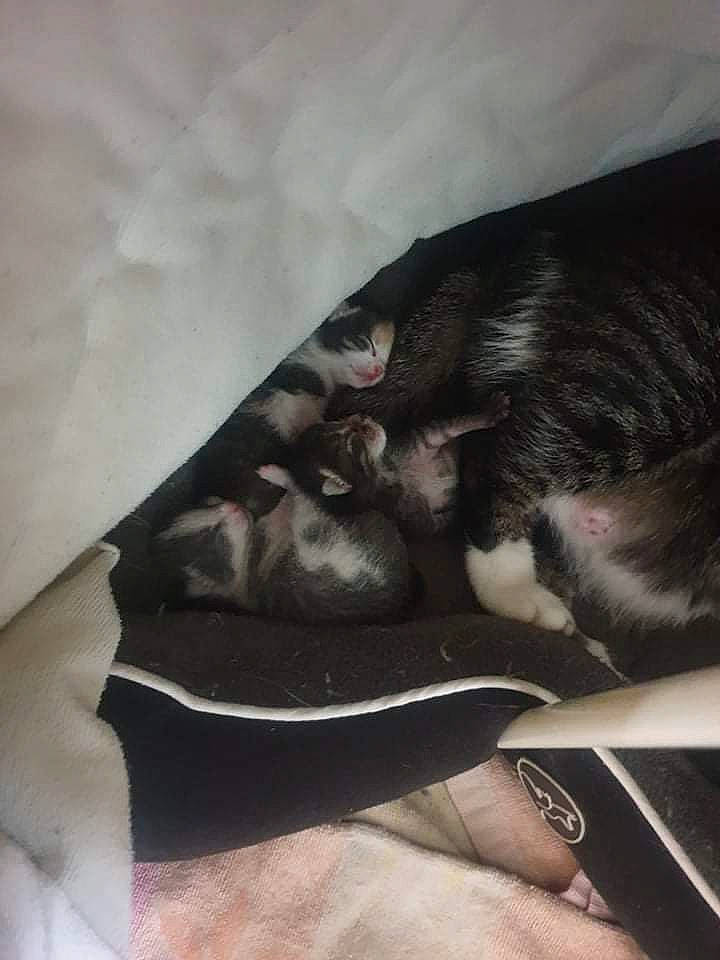 Tigresse a rejoint le concours — aidez-le/la à gagner de superbes lots ! canidae, carnivore, cat, ear, felidae, leg, nap, tail, whiskers