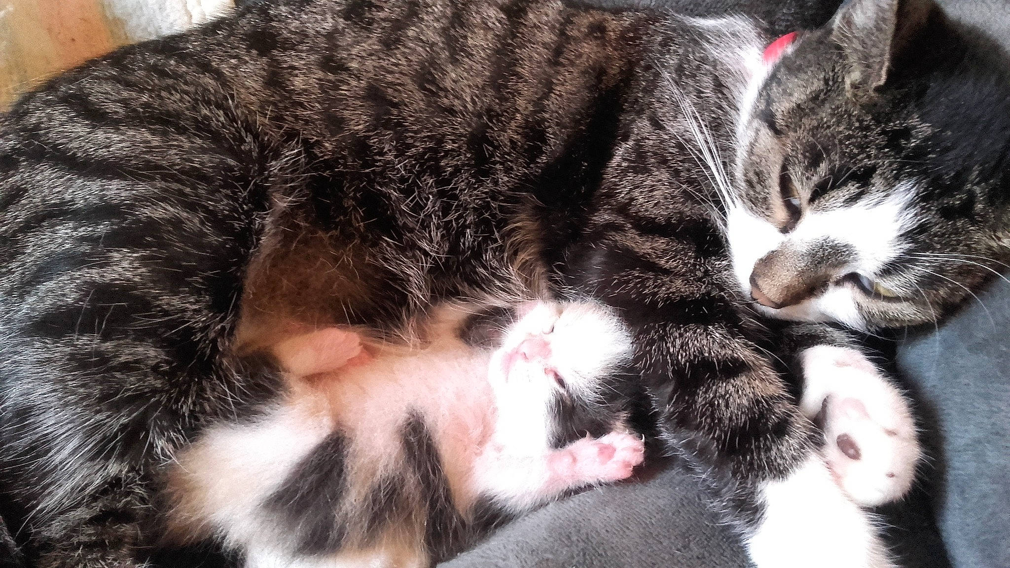 Tigresse a rejoint le concours — aidez-le/la à gagner de superbes lots ! american_shorthair, american_wirehair, carnivore, cat, claw, domestic_short_haired_cat, ear, european_shorthair, felidae, fur, kitten, mammal, nap, paw, polydactyl_cat, skin, small_to_medium_sized_cats, snout, tabby_cat, whiskers