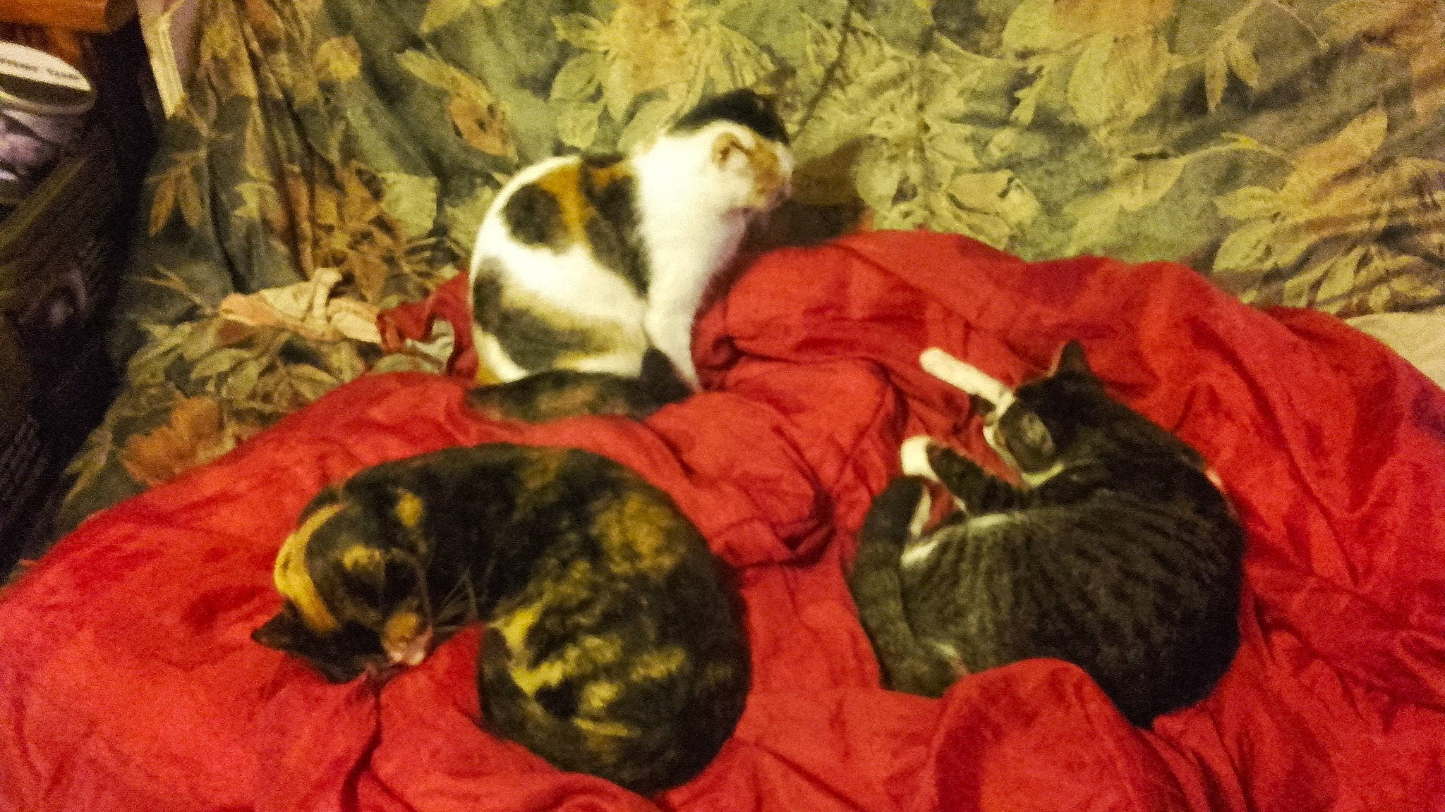 Tigresse a rejoint le concours — aidez-le/la à gagner de superbes lots ! carnivore, cat, felidae, kitten, nap, small_to_medium_sized_cats