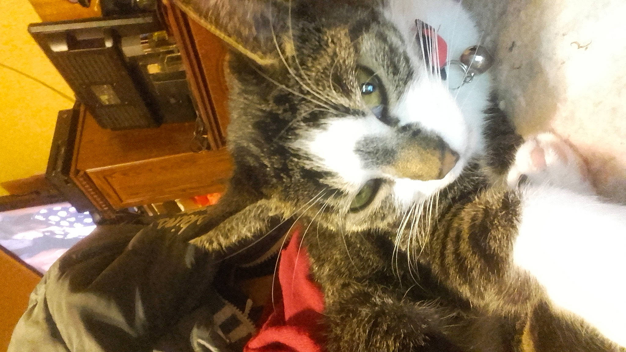 Tigresse participe au concours pour gagner de l'argent avec cette photo : carnivore, cat, domestic_short_haired_cat, european_shorthair, eye, felidae, fur, kitten, small_to_medium_sized_cats, snout, tabby_cat, whiskers