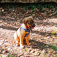 Atlas a rejoint le concours — aidez-le/la à gagner de superbes lots ! puppy, dog, forest, leaves, sunlight, outdoor, nature, young_dog, brown_dog, harness, collar, rock, ivy, ground, sitting, happy, pet, animal, daylight, small_dog