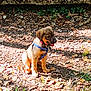puppy, dog, forest, leaves, sunlight, outdoor, nature, young_dog, brown_dog, harness, collar, rock, ivy, ground, sitting, happy, pet, animal, daylight, small_dog