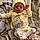 Ryan Jr
