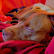 Reese is registered to the contest to win money with this photo: animal, blanket, canine, close_up, comfort, cozy, dog, domestic_animal, fur, indoors, nap, peaceful, pet, red, relaxed, resting, sleeping, snout, soft_texture, warm_lighting