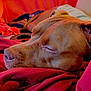 animal, blanket, canine, close_up, comfort, cozy, dog, domestic_animal, fur, indoors, nap, peaceful, pet, red, relaxed, resting, sleeping, snout, soft_texture, warm_lighting