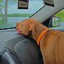 dog, brown_dog, dashboard, car_interior, orange_collar, window, rain, trees, water, air_freshener, road_trip, pet, vehicle, side_mirror, seat, relaxing, canine, daytime, nature, scenic_view