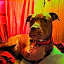 Reese is registered to the contest to win money with this photo: animal, bed, canine, collar, comfort, cozy, cute, dog, furniture, household, indoor, mammal, pet, portrait, red_curtain, relaxed, resting, tag, warm_lighting, wooden_wall