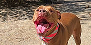 Reese is registered to the contest to win money with this photo: dog, brown_dog, canine, happy, panting, outdoor, sunny, collar, pet, animal, walking, tongue_out, playful, nature, dirt_ground, tree, house, fence, shadow, daytime