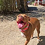 dog, brown_dog, canine, happy, panting, outdoor, sunny, collar, pet, animal, walking, tongue_out, playful, nature, dirt_ground, tree, house, fence, shadow, daytime