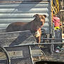 animal, background, brown_dog, can, container, curious, daylight, dog, equipment, metal_wall, outdoor, pet, red_collar, rustic, shadow, sunlight, tool, wheel, wooden_cart, yard