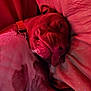 Reese joined the competition — help win amazing prizes! animal, blanket, canine, closeup, collar, comfort, cozy, dog, fur, indoor, laying_down, muzzle, paw, pet, red_lighting, relaxation, resting, sleeping, soft, texture