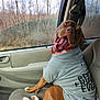 dog, canine, pet, hoodie, clothing, car_interior, car_seat, window, trees, nature, smiling, happy, tongue_out, brown_fur, white_paws, seatbelt, joyful, animal, companion, road_trip