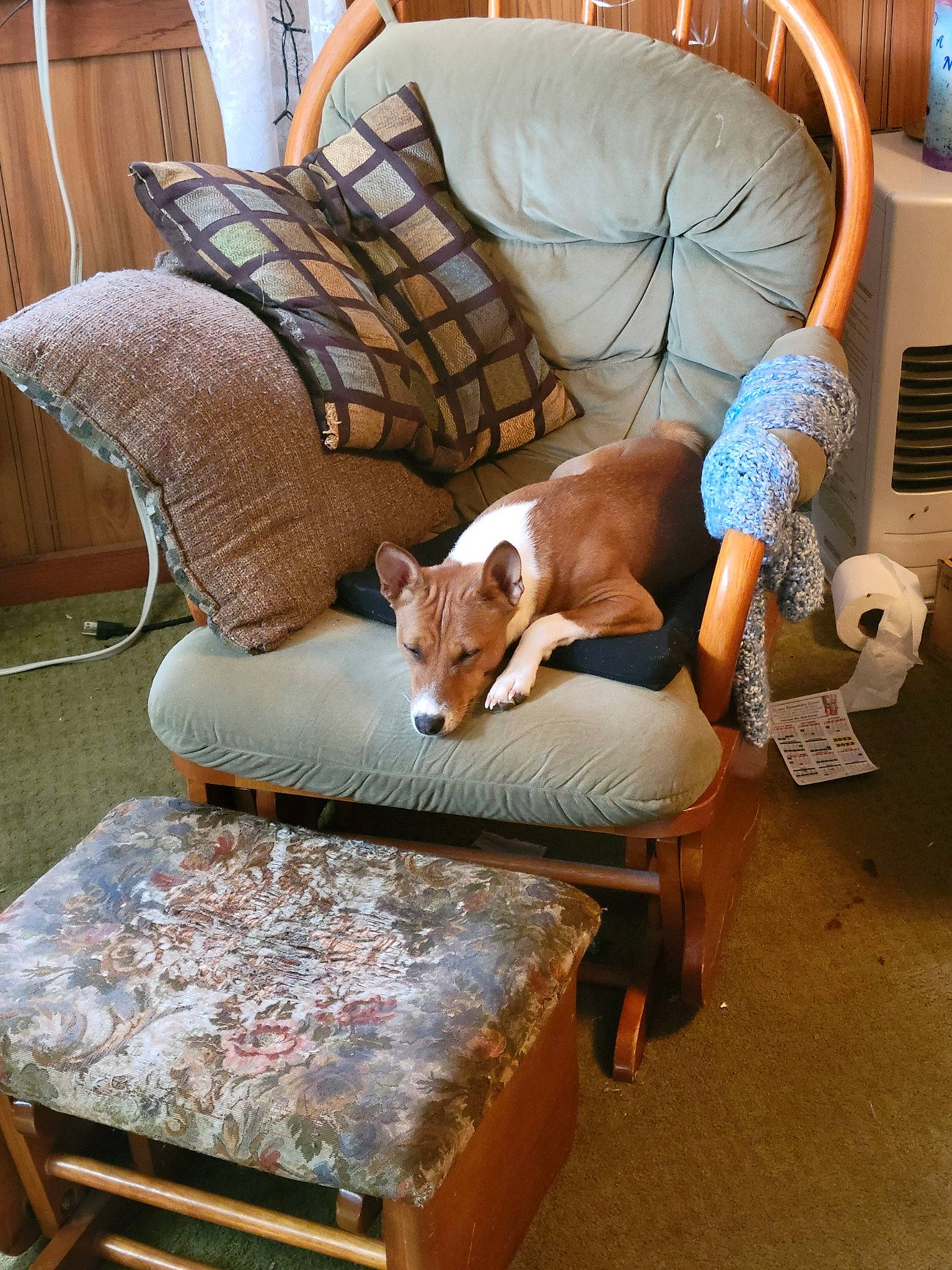 Bina joined the competition — help win amazing prizes! armrest, carnivore, chair, coffee_table, comfort, companion_dog, couch, dog, dog_breed, fawn, floor, flooring, furniture, hardwood, living_room, outdoor_furniture, pillow, table, window, wood