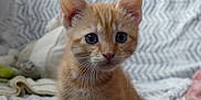 Corail a rejoint le concours — aidez-le/la à gagner de superbes lots ! kitten, orange_tabby, cat, pet, animal, cute, whiskers, ears, eyes, fur, indoor, blanket, cozy, young, feline, closeup, portrait, sitting, curious, soft