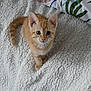 Corail a rejoint le concours — aidez-le/la à gagner de superbes lots ! kitten, cat, ginger_cat, pet, animal, cute, fluffy, blanket, bed, indoor, young, fur, whiskers, ears, tail, looking_up, small, domestic_animal, resting, cozy