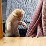 Corail a rejoint le concours — aidez-le/la à gagner de superbes lots ! kitten, cat, orange_cat, feline, wooden_chair, blanket, soft_texture, indoor, curious, pet, animal, fur, small, young, cute, playful, furniture, cozy, home, domestic