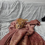 Corail a rejoint le concours — aidez-le/la à gagner de superbes lots ! kitten, cat, orange_cat, couch, blanket, throw_blanket, indoor, pet, animal, curious, cozy, soft_texture, furniture, home, resting, cute, young_cat, small, living_room, relaxed