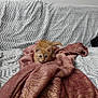 kitten, cat, orange_cat, couch, blanket, throw_blanket, indoor, pet, animal, curious, cozy, soft_texture, furniture, home, resting, cute, young_cat, small, living_room, relaxed