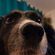 Perla a rejoint le concours — aidez-le/la à gagner de superbes lots ! dog, close_up, snout, fur, whiskers, eyes, pet, indoor, curtain, black_and_white, face, animal, muzzle, nose, domestic_animal, companion, furry, cute, portrait, house