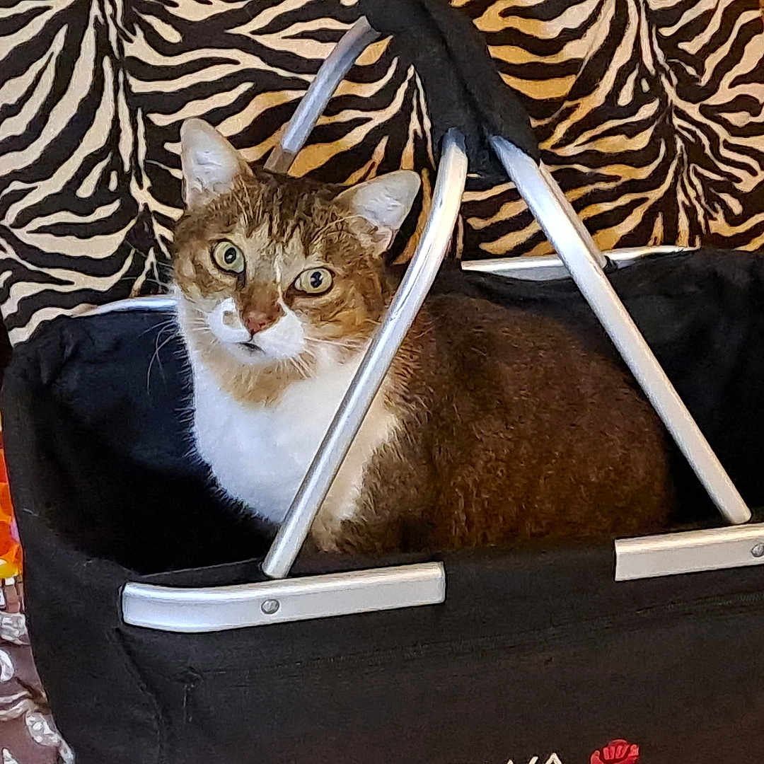 Chipy a rejoint le concours — aidez-le/la à gagner de superbes lots ! animal, basket, cat, closeup, cozy, curious, cushion, domestic_cat, fabric, feline, indoor, orange_pillow, pattern, pet, resting, sitting, soft_lighting, tabby_cat, white_markings, zebra_print