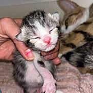 Tac a rejoint le concours — aidez-le/la à gagner de superbes lots ! abyssinian, animal, blanket, bodypart, cat, face, finger, hand, head, kitten, manx, mouth, person, pet, photography, portrait, rat, rodent, siamese, sleeping