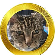 Tsuki participe au concours pour gagner de l'argent avec cette photo : cat, tabby_cat, face, close_up, pet, animal, whiskers, ears, fur, golden_frame, circle, portrait, domestic_cat, eye, nose, cute, indoor, feline, focused, medallion