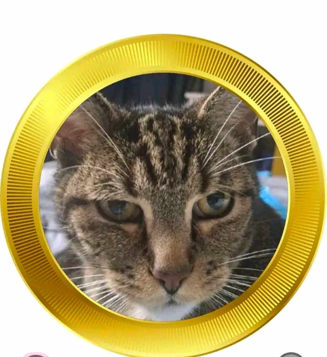 Tsuki participe au concours pour gagner de l'argent avec cette photo : cat, tabby_cat, face, close_up, pet, animal, whiskers, ears, fur, golden_frame, circle, portrait, domestic_cat, eye, nose, cute, indoor, feline, focused, medallion