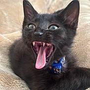 Louie is registered to the contest to win money with this photo: black_cat, kitten, mouth_open, tongue_out, blue_collar, whiskers, ears, fur, pet, cute, animal, indoor, soft_blanket, close_up, feline, playful, young_cat, snuggled, alert, expressive